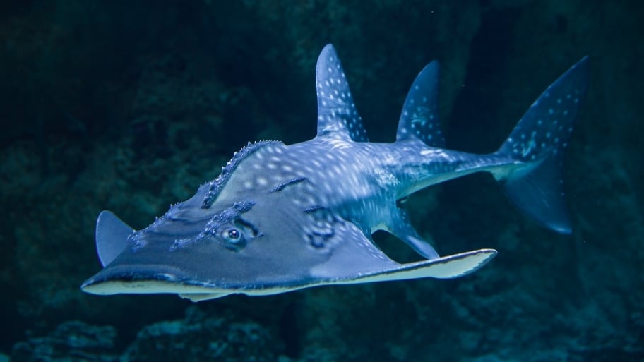 Angel Shark