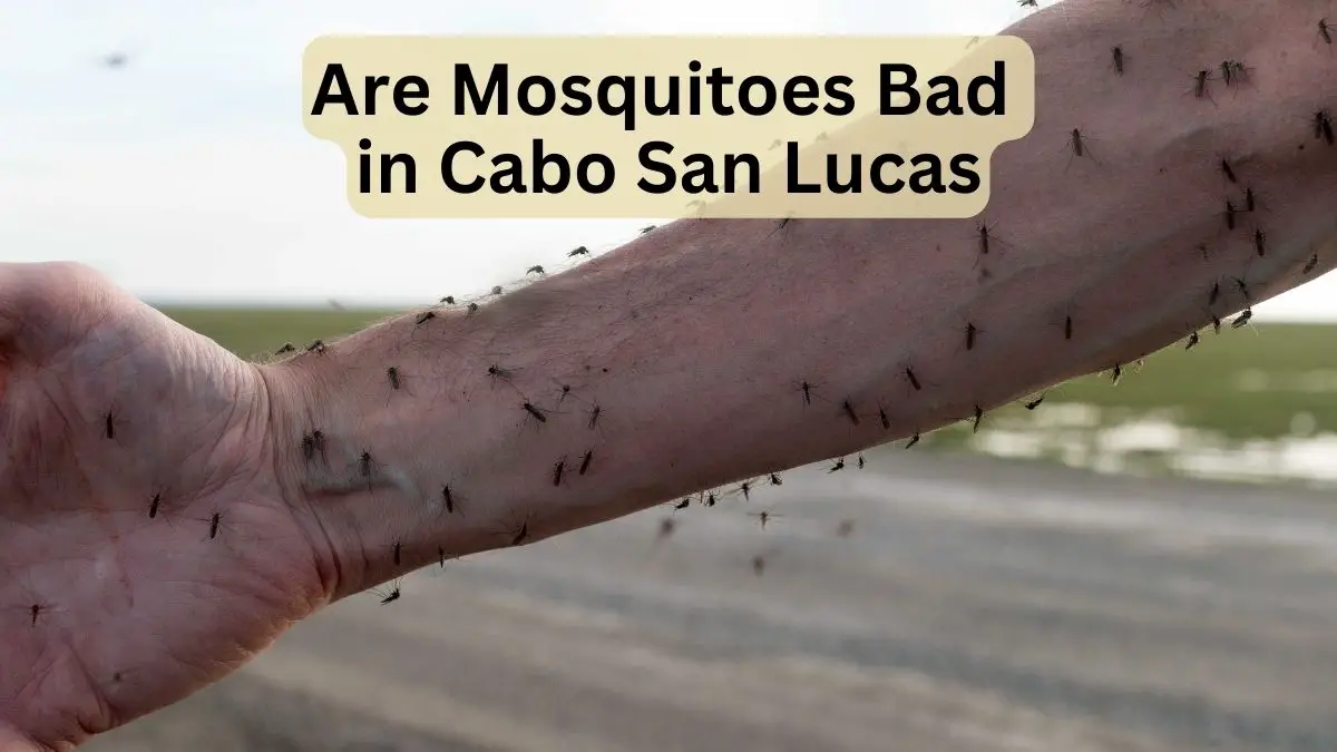 Are Mosquitoes Bad in Cabo San Lucas
