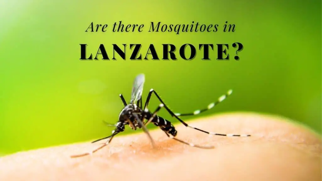 Are there Mosquitoes in Lanzarote