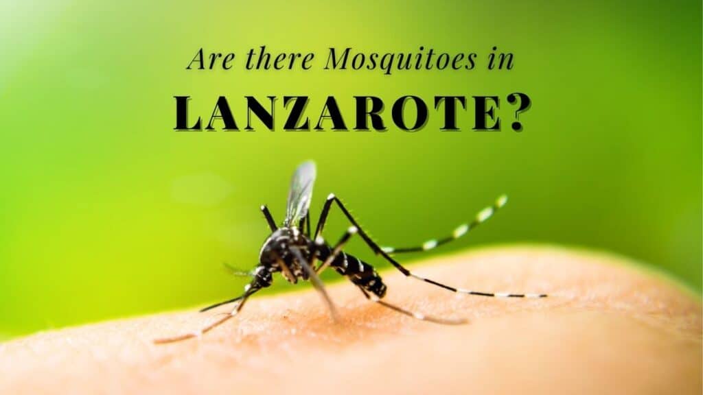 Are there Mosquitoes in Lanzarote