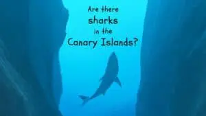 Are there sharks in the Canary Islands?