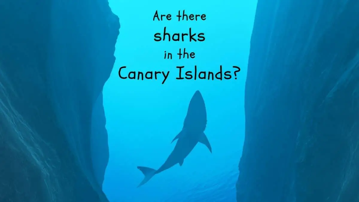 Are there sharks in tenerife waters?