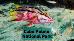 Cabo Pulmo National Park