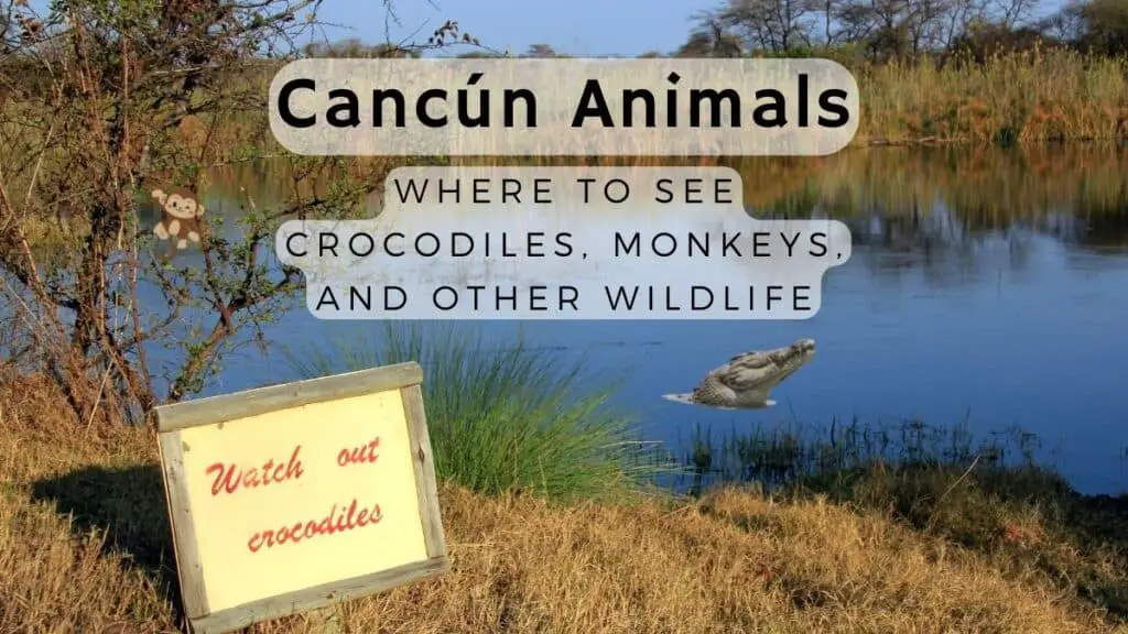 Cancún Animals - Where to See Crocodiles, Monkeys, and Other Wildlife