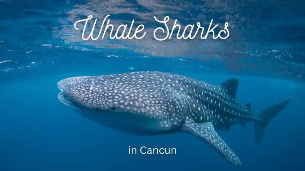 Cancun Whale Sharks