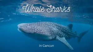 Cancun Whale Sharks