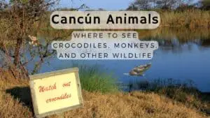 Cancún Animals - Where to See Crocodiles, Monkeys, and Other Wildlife
