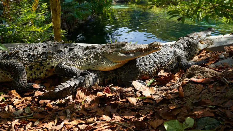 Crocodiles in Cancún