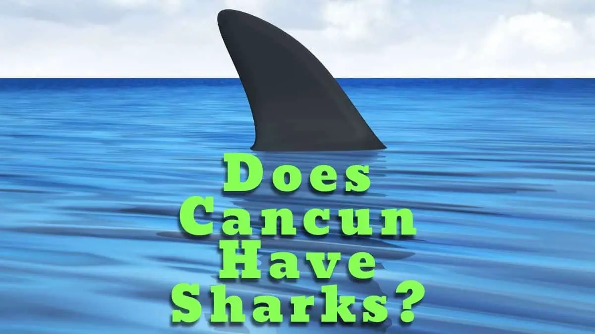 Does Cancun Have Sharks?