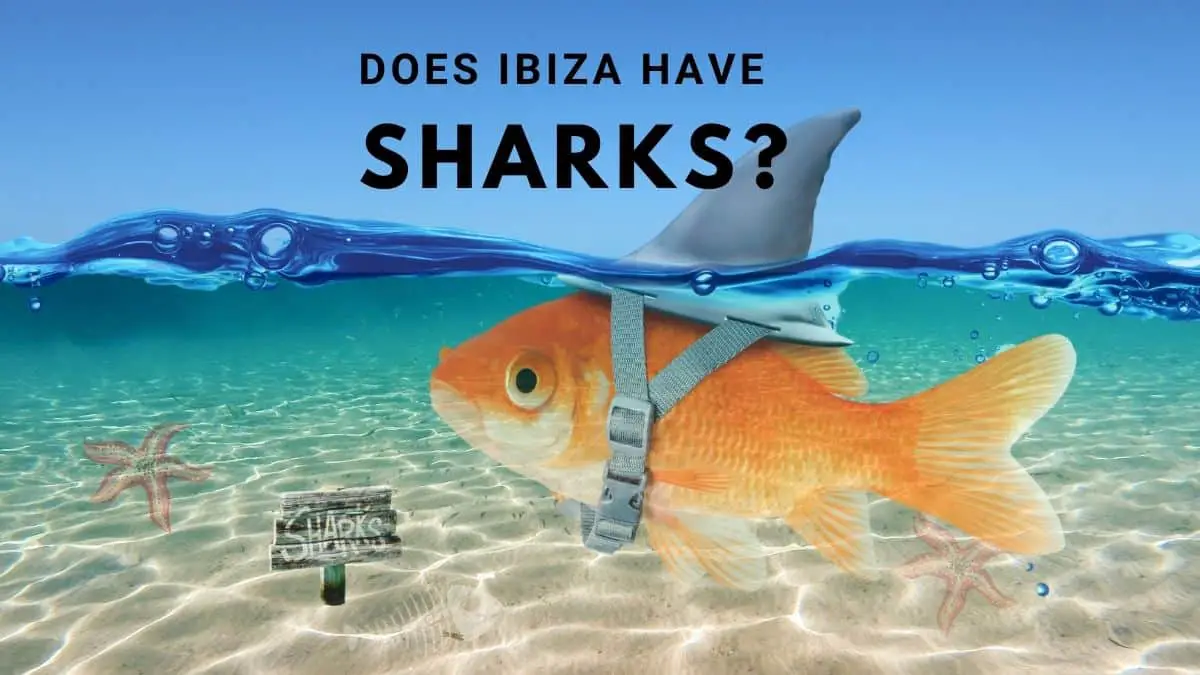 Does Ibiza Have sharks?