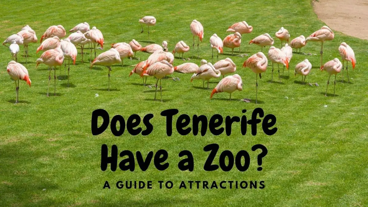 Does Tenerife Have a Zoo? -A Guide to Attractions