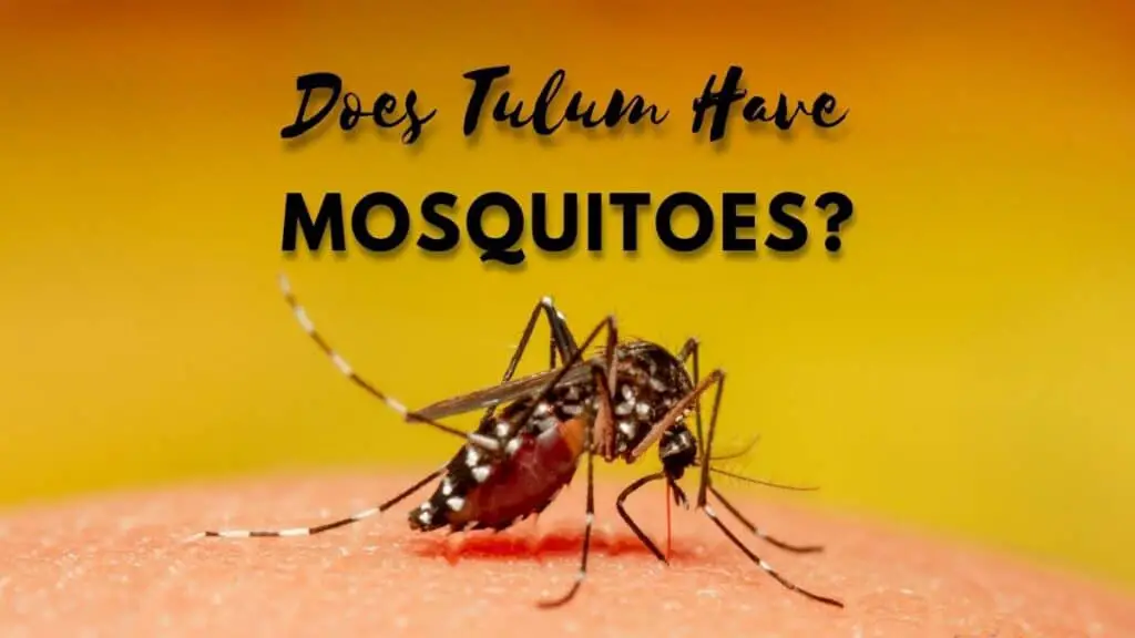 Does Tulum Have Mosquitoes?