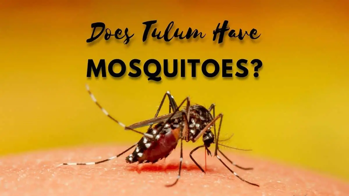 Does Tulum Have Mosquitoes?
