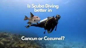 Is Scuba Diving better in Cancun or Cozumel?