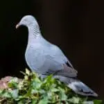 Laurel Pigeon - Columba junoniae