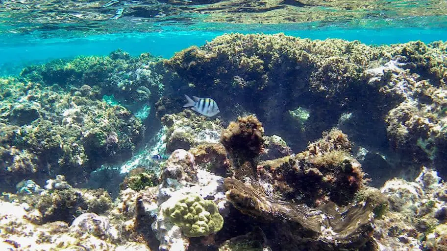 Mesoamerican Barrier Reef