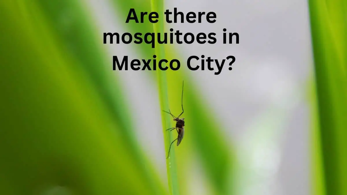 Mexico City - Mosquitoes