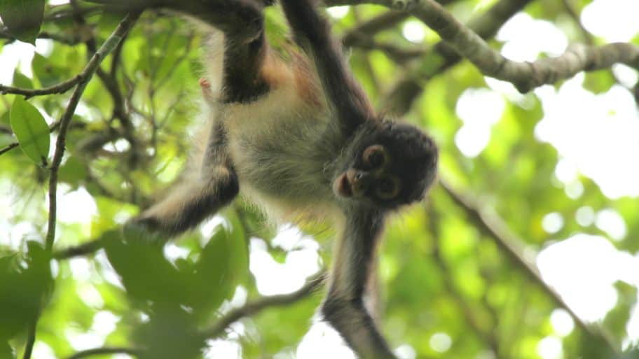 Monkeys in Cancún