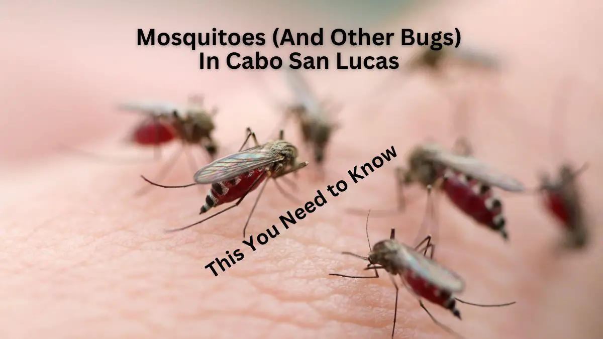 Mosquitoes (And Other Bugs) In Cabo San Lucas