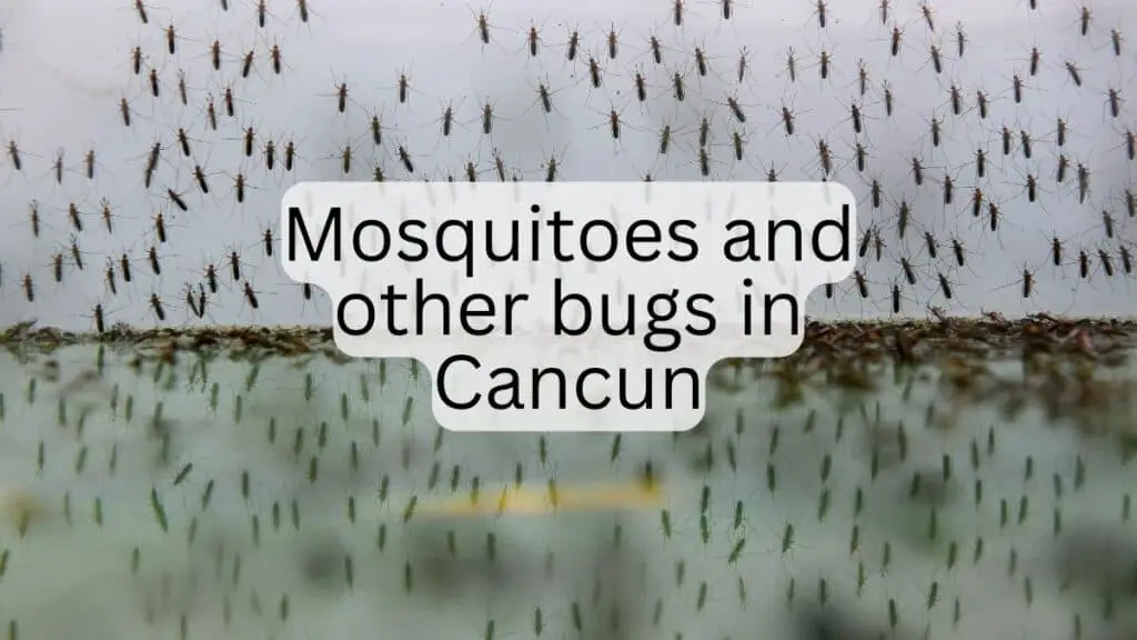 Mosquitoes and Other Bugs in Cancun