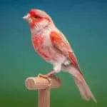 Red Canary bird
