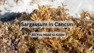 Sargassum in Cancun