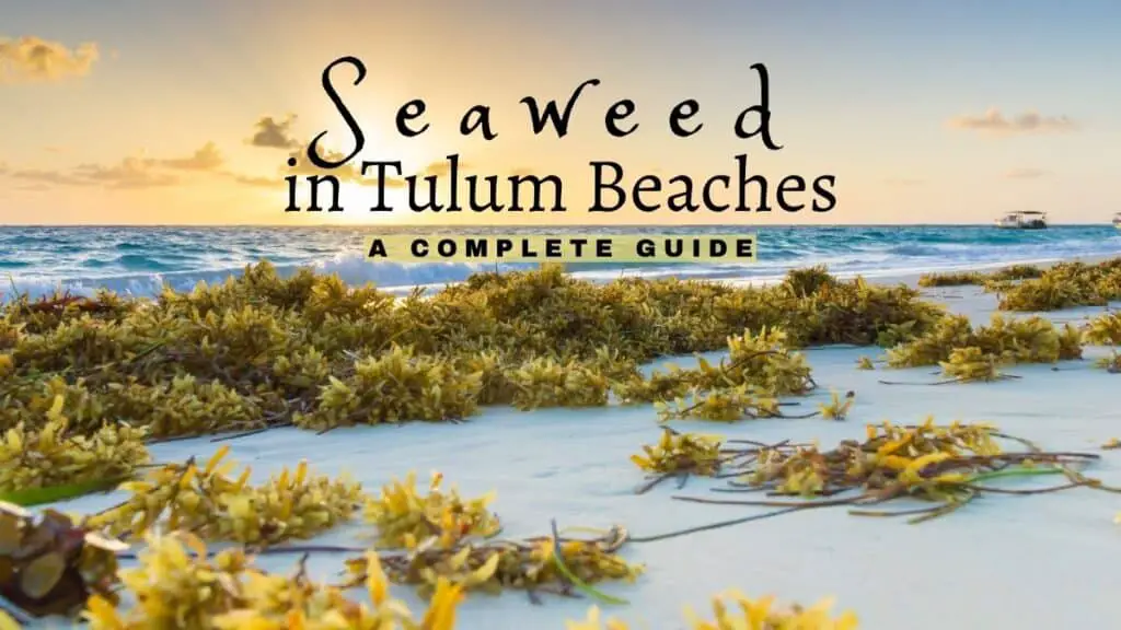 Seaweed in Tulum Beaches