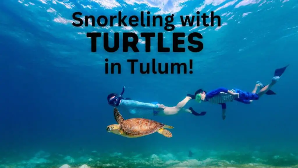 Snorkeling With Turtles in Tulum