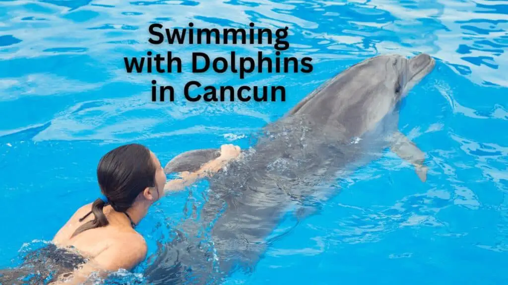 Swimming With Dolphins in Cancun