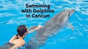 Swimming With Dolphins in Cancun