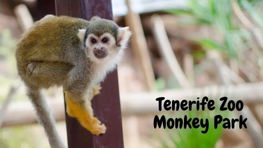 Tenerife Zoo Monkey Park