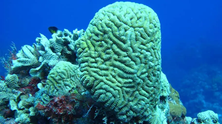 The Palancar Reef