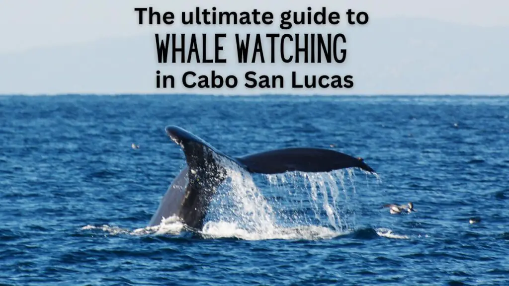The Ultimate Guide to Whale Watching in Cabo San Lucas