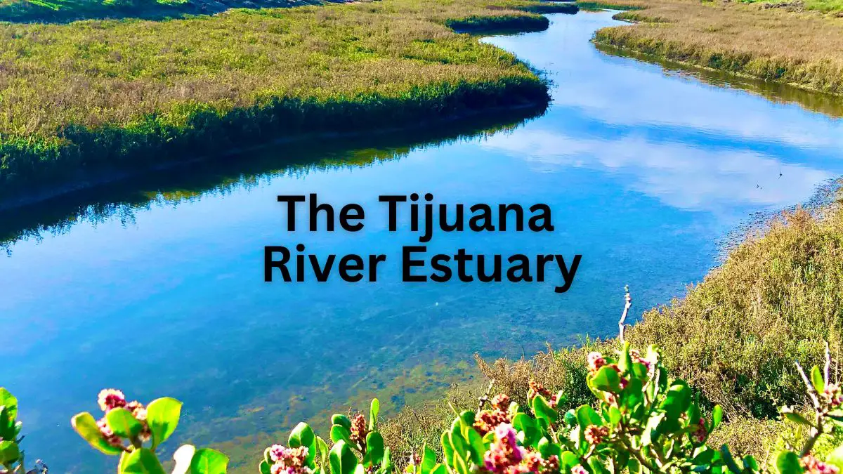Tijuana River Estuary
