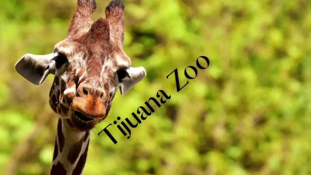Tijuana Zoo