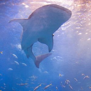 Whale Sharks