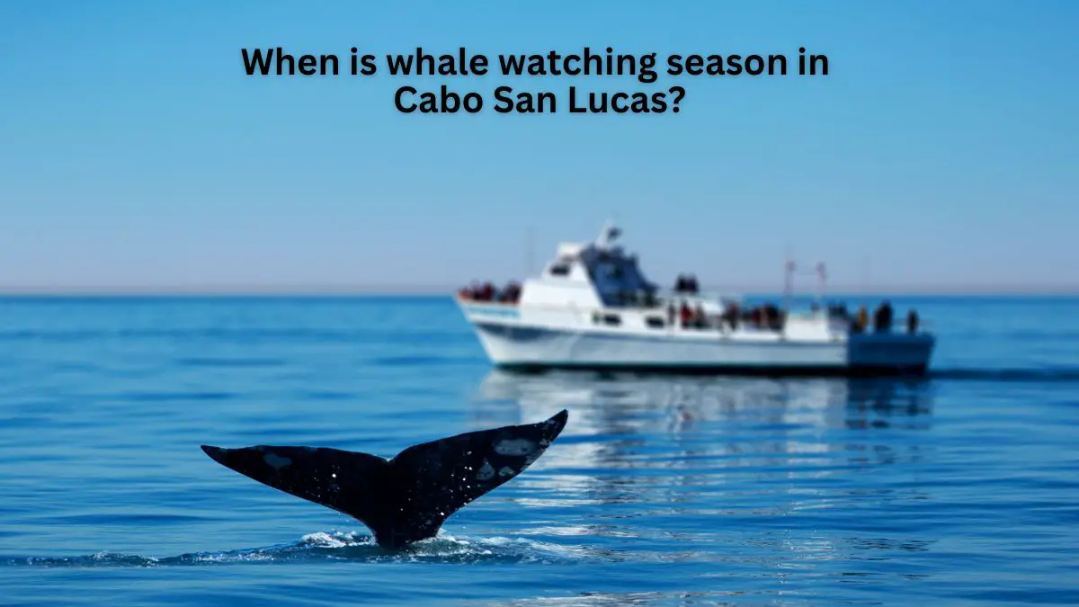 Whale Watching Season in Cabo San Lucas