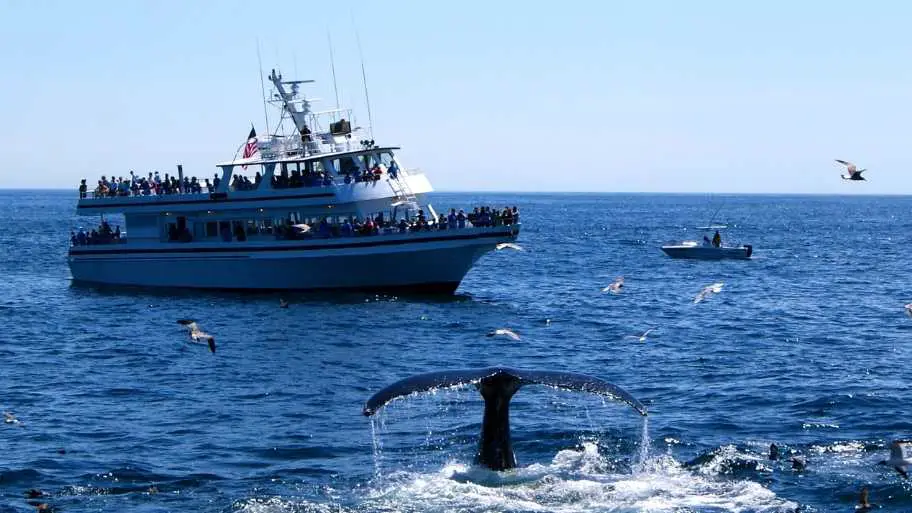 Whale Watching in the Canary Islands