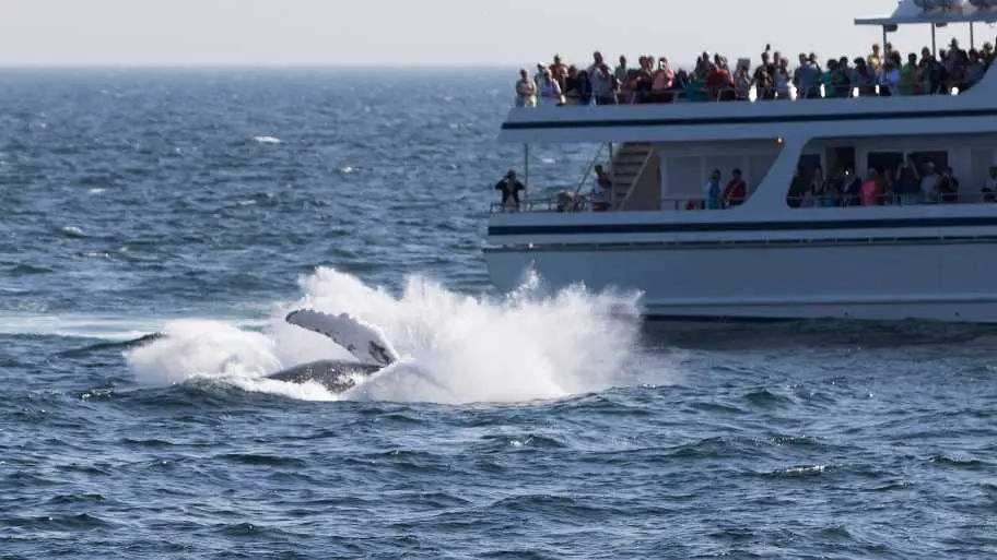 Whale Watching tour