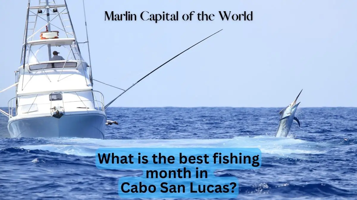 What Is the Best Fishing Month in Cabo San Lucas