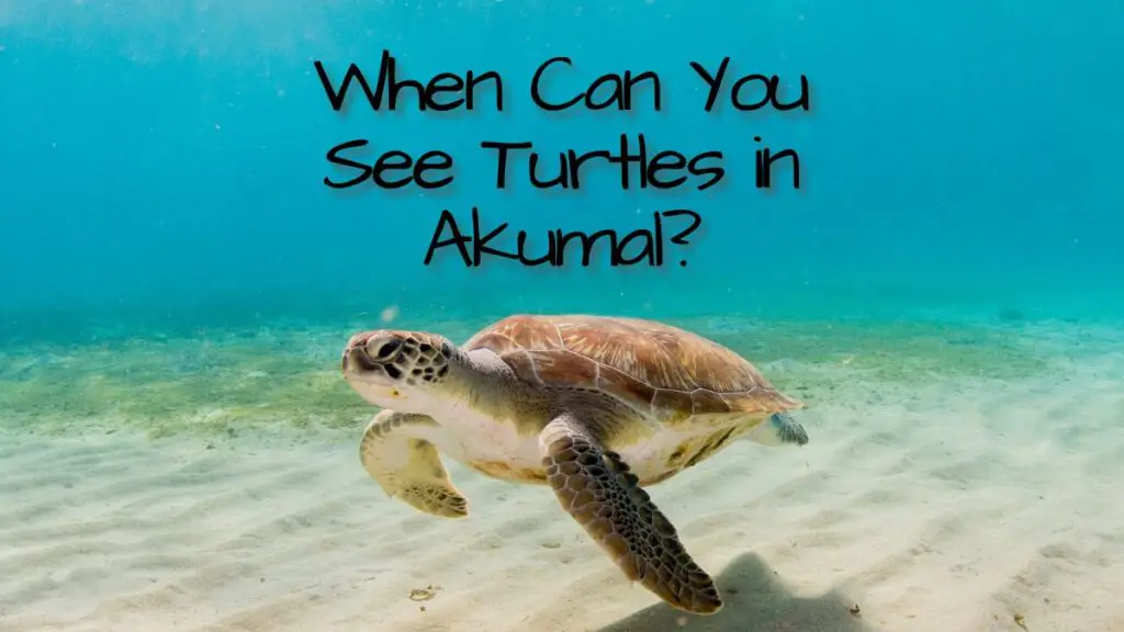 When Can You See Turtles in Akumal?