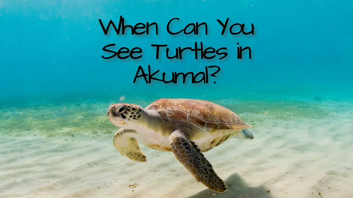 When Can You See Turtles in Akumal?