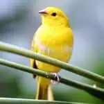 Yellow Canary bird